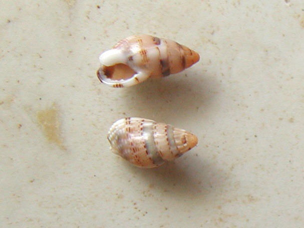 Nassariidae nel Mediterraneo